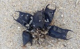 Ученые объяснили массовое появление «кошельков русалок» на побережье Америки