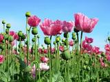 В Афганистане на 10% увеличились посевы опиумного мака