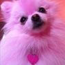 Ижевские зоозащитники ищут собаку, покрашенную хулиганами в розовый цвет