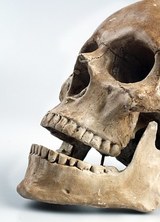 В Португалии найден  череп близкого человеку существа