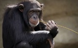 Исследователи обнаружили у шимпанзе новую развитую «цивилизацию»