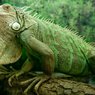 Через 200 лет рептилии вырастут до гигантских размеров в центнер весом