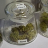 Бурятским наркоманам не дали выкурить 100 кг марихуаны