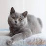 Злобный кот-ревнивец покорил соцсети страшным взглядом рядом с новым котенком