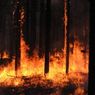 В ДФО за сутки зафиксировано свыше ста лесных пожаров