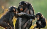 Ученые имплантировали человеческий ген в мозг обезьян