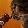 Японские виноделы создали безалкогольный напиток для котов