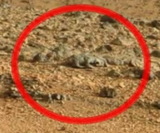Эксперты допустили, что Марс заселен «кротами»