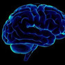 Ученые: Злые и добрые люди отличаются размером мозга
