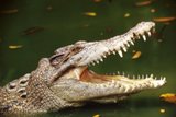 В Квинсленде крокодил утащил в море ночную купальщицу
