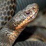 В Мурманске потерялась гремучая змея, покусавшая хозяина