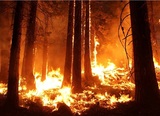 "Бессмысленное" тушение пожаров на половине территории лесов страны может быть переосмыслено