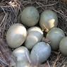 На Урале бизнесмен раздал бездомным элитные фазаньи яйца