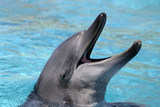 В Перми прошел пикет против жестокостей в дельфинарии