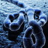 За двое суток вирусом Эбола заразились три сотни человек