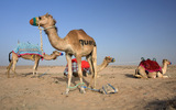 В ОАЭ  установилась  аномальная жара