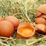 Куриные яйца снижают вероятность инсульта‍