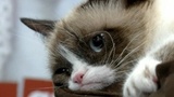 «Сердитый котик» принес хозяйке 99,5 млн долларов