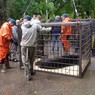Спасённую из Уссурийского зоопарка медведицу задрали сородичи