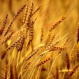 Турция решила ввести жесткие ограничения на ввоз пшеницы из РФ