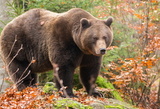 Медведь загнал финских военных в грузовики и съел их припасы