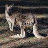 Ударившего кенгуру по морде сотрудника зоопарка не уволят (ВИДЕО)