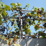 Россельхознадзор запретил к ввозу в Крым саженцы винограда