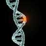 Открыты 14 новых мутаций генов человека