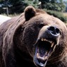 Сельский житель отбился от медведя с помощью системного блока