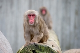Японским обезьянам прописаны курортные ванны (ВИДЕО)