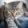 Великобритания: Клиентов кошачьей гостиницы привозят на лимузинах