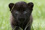 В Томском зоопарке у пятнистых леопардов родилась черная пантера