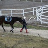 В Петербурге лошадь откусила парню нос, а в Волгограде "посмела" перейти шоссе не по "зебре"
