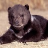 Кадыров подарил Аксенову маленького медведя
