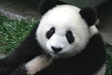 Старейший самец большой панды‍ Паньпань умер, оставив после себя более сотни потомков