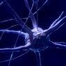 Ученые разрешили загадку способности мозга к познанию