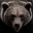 Медведи в этом году совсем обурели, или нам это только кажется?