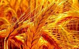 Россия стала лидером по экспорту пшеницы