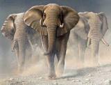 В США три слона сбежали из цирка