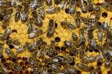 Огромный пчелиный рой остановил движение в центре Лондона
