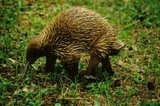 Три новых вида млекопитающих обнаружены в Папуа-Новой Гвинее