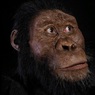 Палеонтологи воссоздали внешний вид одного из самых первых предков человека