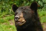 Черный медвежонок из России устроил переполох в Китае