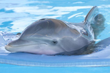 Дельфины и киты испытывают по отношению друг к другу эмоции близкие к человеческим