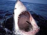 Реальность страшнее триллера: атакующая акула (ВИДЕО)