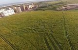 Инопланетяне нарисовали круги и на красноярском поле (ФОТО)