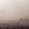 Казни египетские: власти Египта приготовились к нашествию саранчи