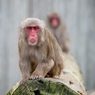 Японским обезьянам прописаны курортные ванны (ВИДЕО)