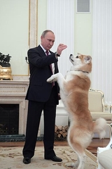 Путин в Кремль привел свою собаку породы акита-ину - подарок японцев (ФОТО)