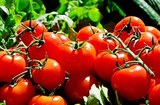 Почему помидоры с грядки вкуснее чем из холодильника